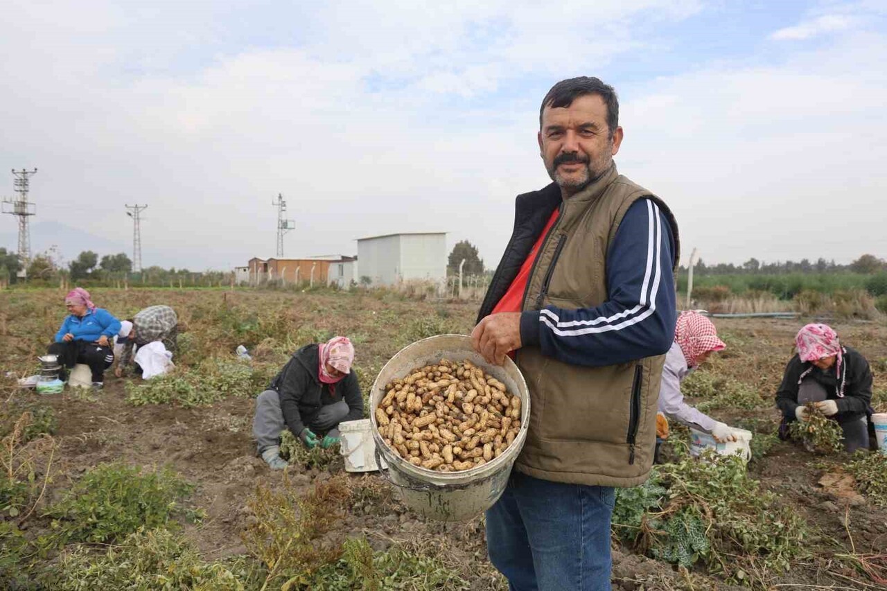 DEPREMİN YARALARININ SARILDIĞI HATAY'DA YER FISTIĞI HASADI BAŞLADI. KURAKLIĞIN GEÇEN YILA GÖRE...