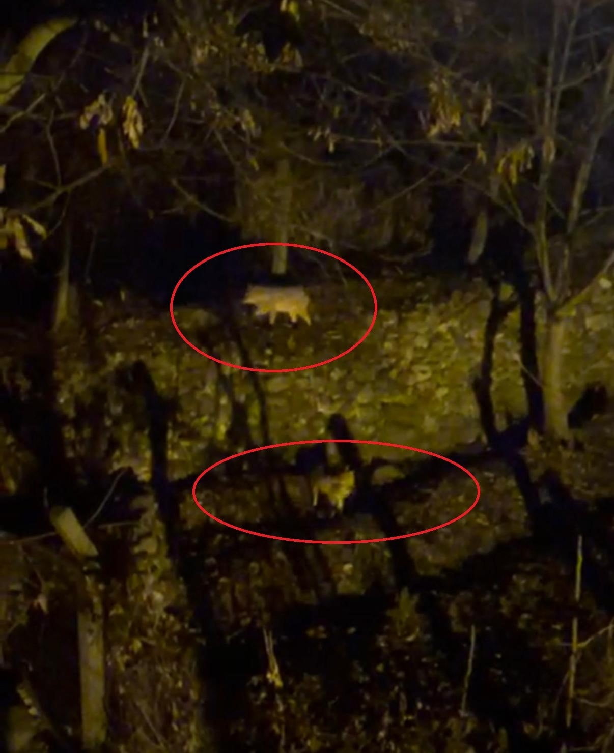 DİYARBAKIR'IN SİLVAN İLÇESİNDE YİYECEK BULMAKTA ZORLANAN İKİ KURT MEZRAYA İNDİĞİ ANLAR CEP...