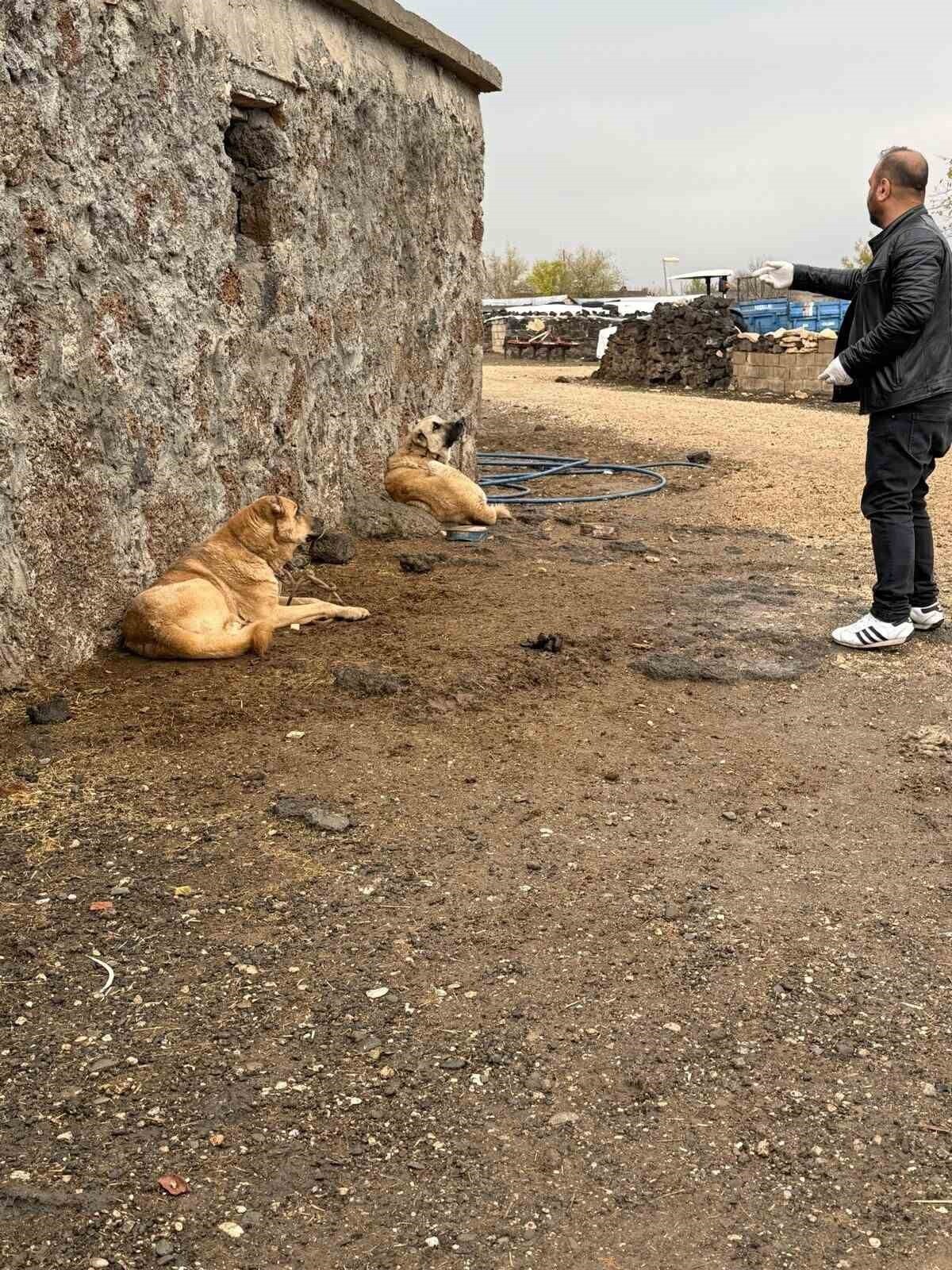 DİYARBAKIR’IN ÇINAR İLÇESİNDE BAŞIBOŞ SOKAK HAYVANLARINA KUDUZ AŞISI UYGULANDI.
