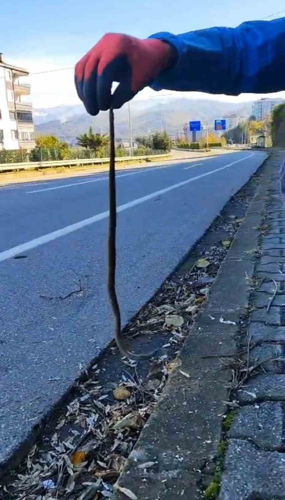 DOĞU KARADENİZ’DE SON GÜNLERDE KIŞ UYKUSUNA YATMASI GEREKEN YABAN HAYVANLARININ YERLEŞİM...