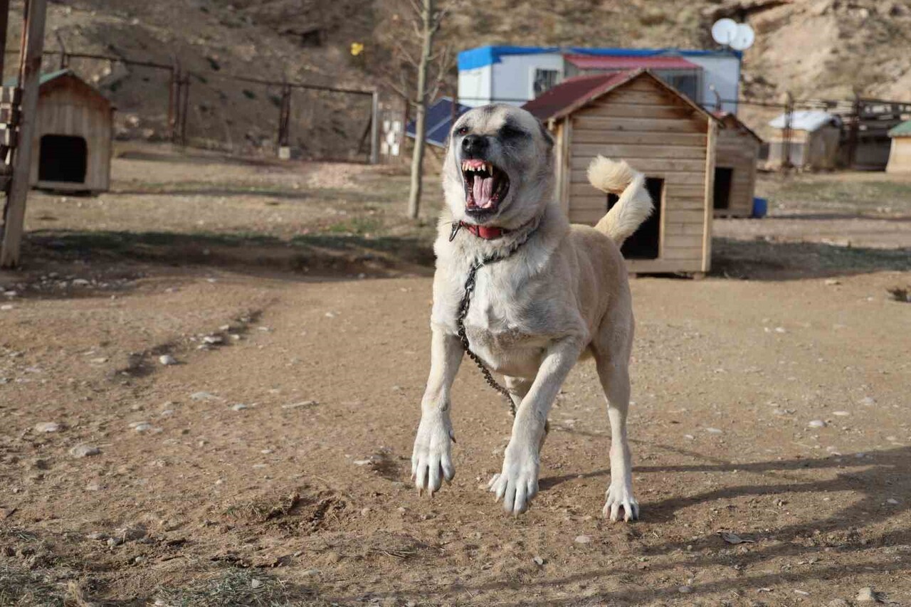 DÜNYANIN EN GÜÇLÜ VE YETENEKLİ KÖPEKLERİ ARASINDA GÖSTERİLEN KANGALLAR, KIŞ AYLARI İLE BİRLİKTE...
