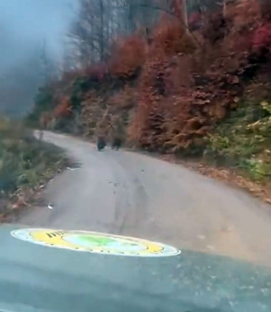 DÜZCE'NİN YIĞILCA İLÇESİNDE KORUMA FAALİYETİ YÜRÜTEN ORMAN İŞLETME PERSONELİ, 2 YAVRU AYIYI CEP...