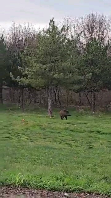 EDİRNE'NE YABAN DOMUZU DA ÜNİVERSİTELİ OLDU.