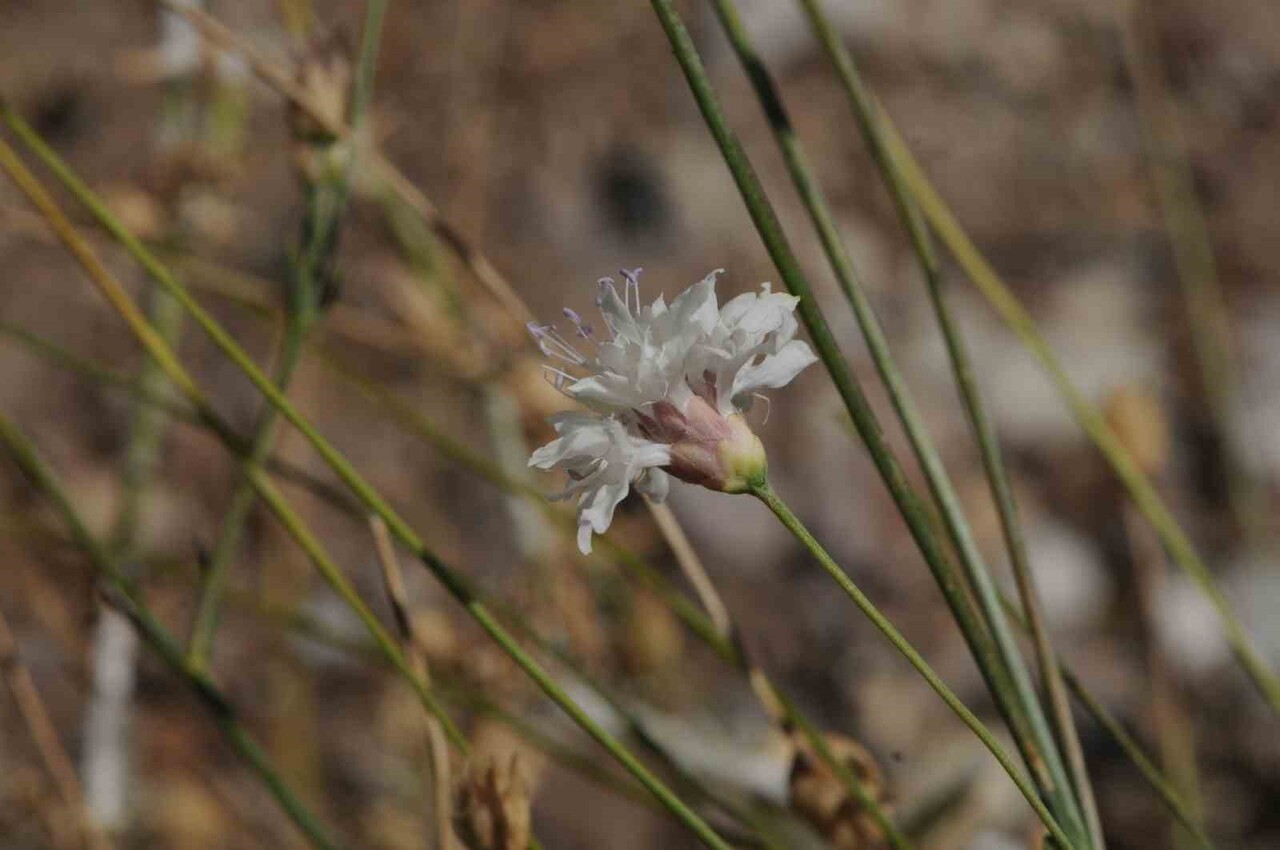 EGE ÜNİVERSİTESİ BOTANİK BAHÇESİ VE HERBARYUM ARAŞTIRMA VE UYGULAMA MERKEZİ MÜDÜRÜ PROF. DR. HASAN...