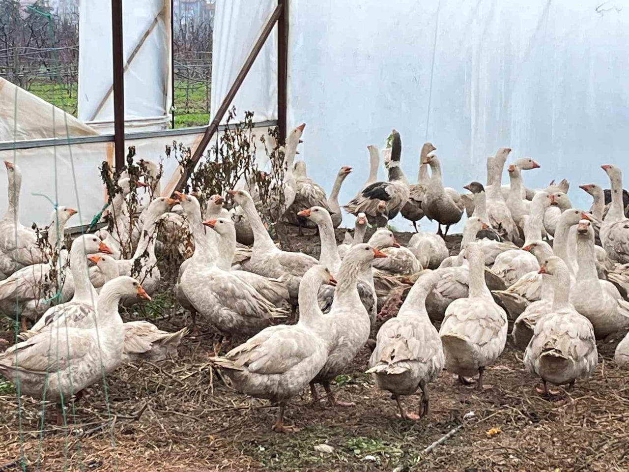 EĞİRDİR MEYVECİLİK ARAŞTIRMA ENSTİTÜSÜ MÜDÜRLÜĞÜ, ENTEGRE MÜCADELE KAPSAMINDA MEYVE BAHÇELERİNDE...