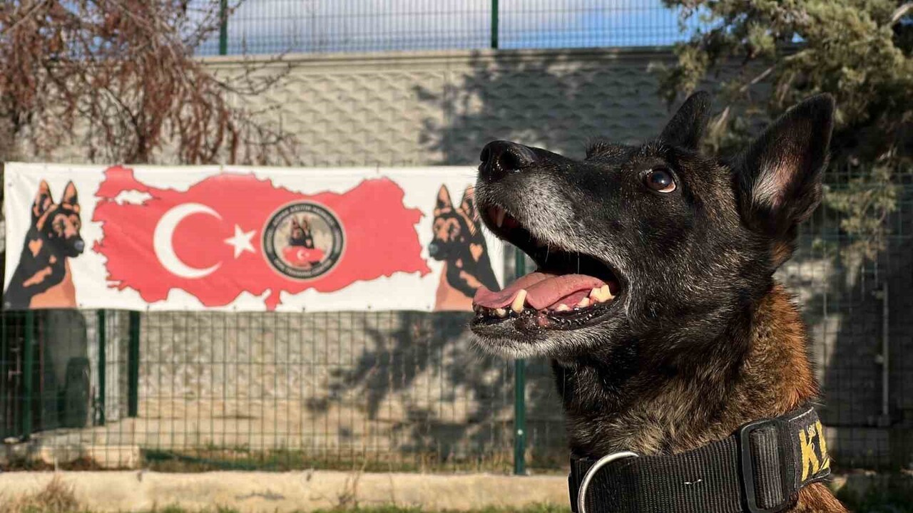 EĞİTİMLERİ BÜYÜK TİTİZLİKLE YAPILAN ‘HASSAS BURUNLU KÖPEKLER' KATILDIKLARI ÇEŞİTLİ OPERASYONLARLA...
