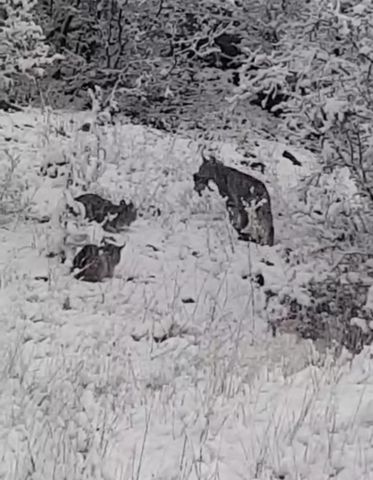 ELAZIĞ'DA AVLADIĞI KEKLİĞİ YİYEN VAŞAK AİLESİ KAMERALARA YANSIDI.
