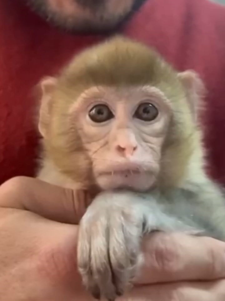 ELAZIĞ'DA EKİPLER TARAFINDAN YAPILAN DENETİMLERDE YAKALANAN MAKAK MAYMUNU YAVRUSU KORUMA ALTINA...