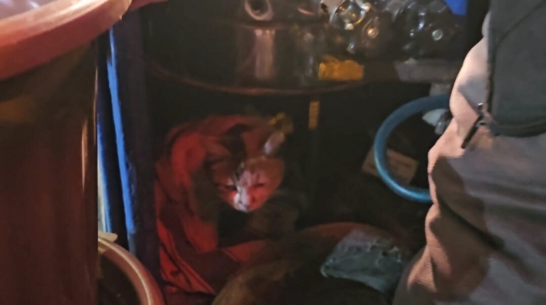 ELAZIĞ'DA KESTANE SATAN YAHYA KILIÇ, SOĞUKTA ÜŞÜMEMESİ İÇİN SOKAK KEDİSİNİ TÜPLÜ KESTANE KAZANININ...