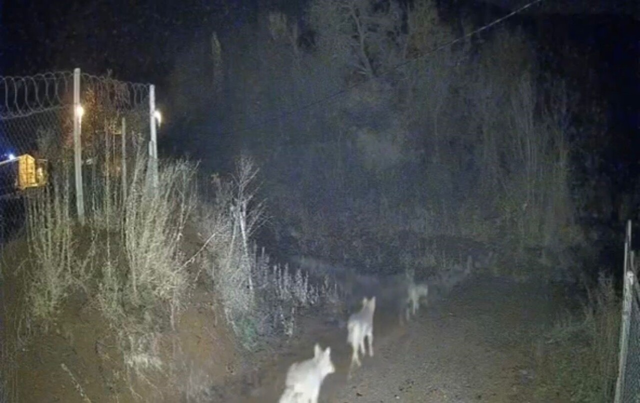 ELAZIĞ’DA GECE SAATLERİNDE ORTAYA ÇIKAN KURTLAR, GÜVENLİK KAMERASINA YANSIDI
