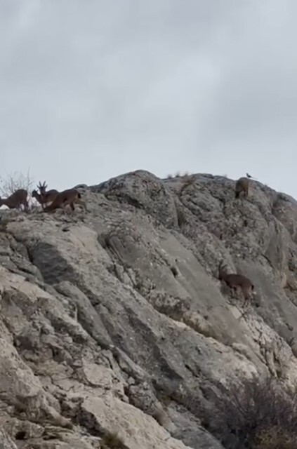 ELAZIĞ’DA NESLİ KORUMA ALTINDA BULUNAN YABAN KEÇİLERİ, SÜRÜ HALİNDE GÖRÜNTÜLENDİ.