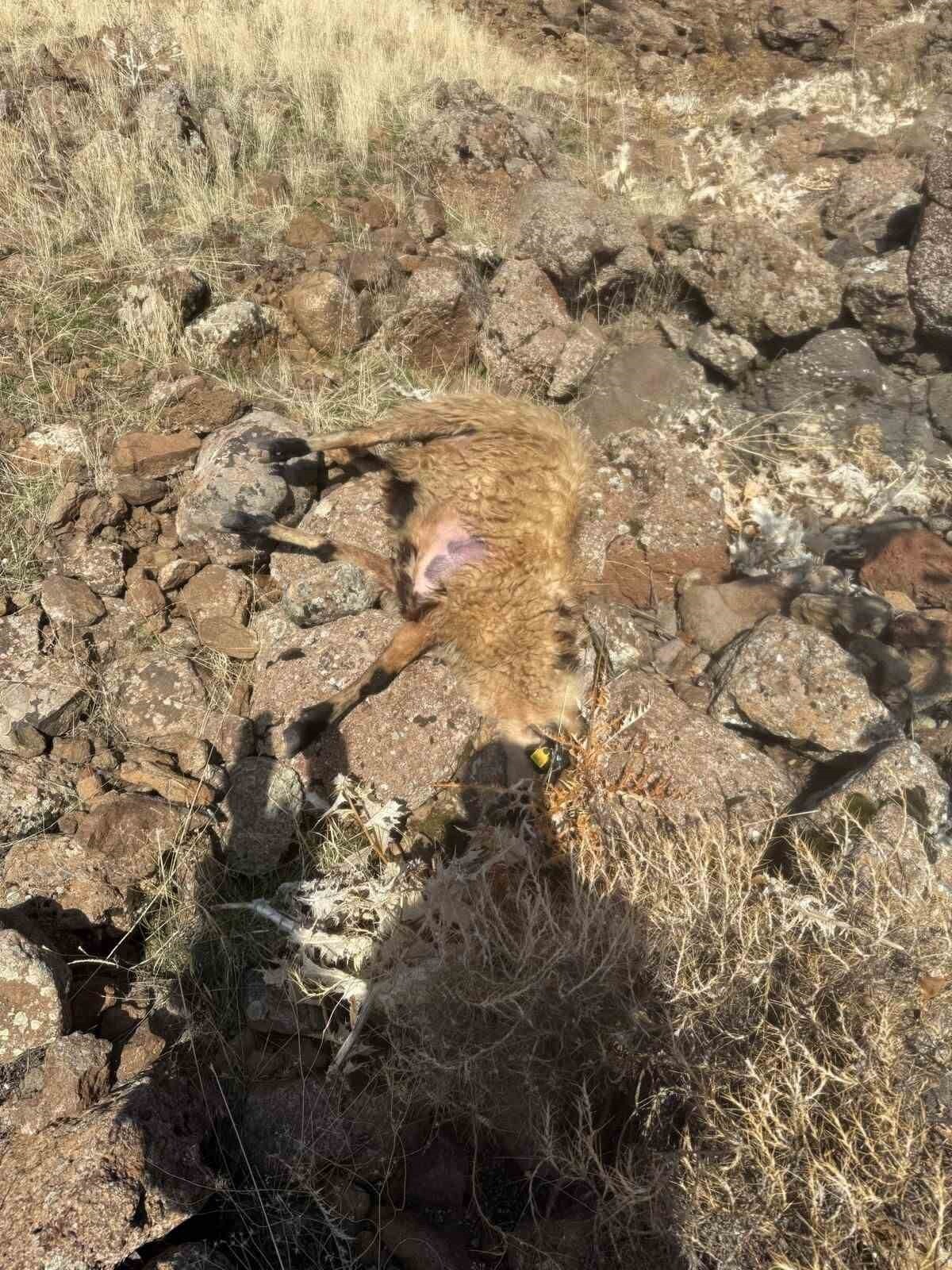 ELAZIĞ’IN KARAKOÇAN İLÇESİNDE SÜRÜDEN AYRILAN KOYUNLARI KURT KAPTI. SÜRÜDEN AYRILAN 28 KOYUN...