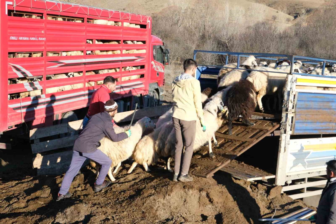 ERZİNCAN’DA SOĞUK HAVA NEDENİYLE SÜRÜLER YAYLADAN İNDİRİLDİ