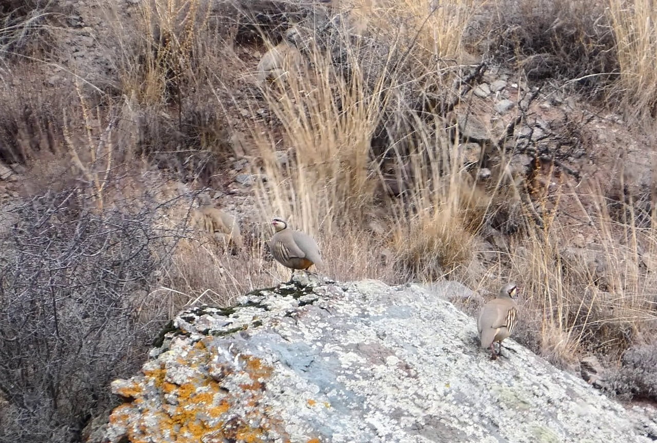ERZURUM'UN OLTU İLÇESİNDE KURULAN FOTOKAPANLAR VE VATANDAŞLARIN YABAN HAYATINDA GÖRÜNTÜLEDİĞİ...