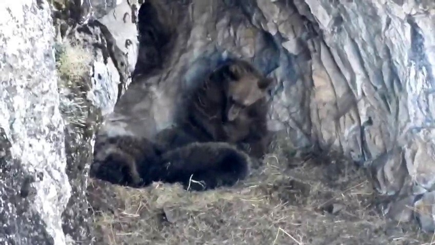 ERZURUM’UN İSPİR İLÇESİNDE KIŞ UYKUSUNA YATMAYA HAZIRLANAN AYI AİLESİ CEP TELEFONU İLE...