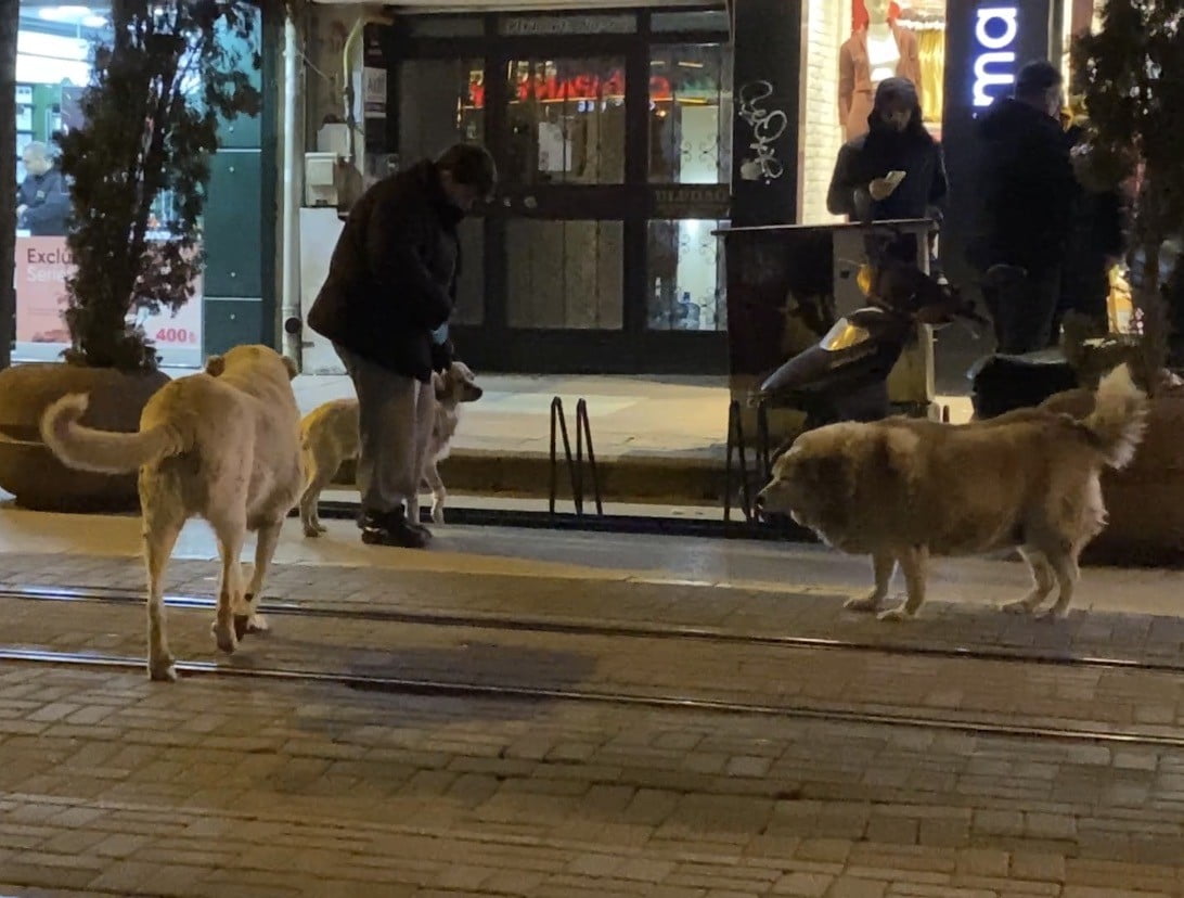 ESKİŞEHİR'DE TASMASI TAKILI OLAN EVCİL KÖPEĞİYLE BİRLİKTE YÜRÜRKEN 3 SOKAK KÖPEĞİNİN ARASINDA...
