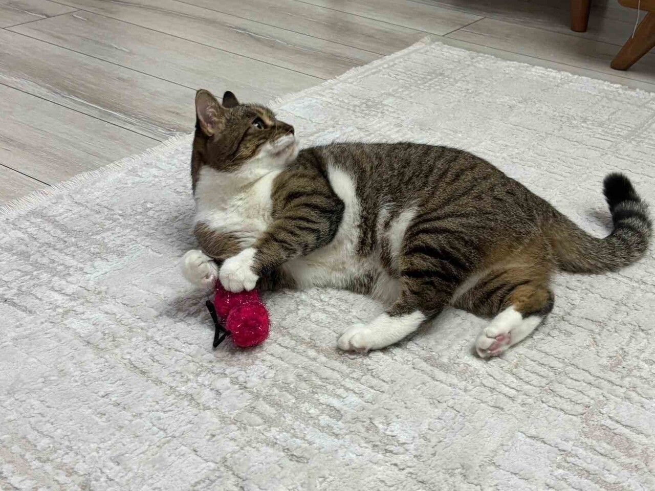 EVDE KEDİ VE KÖPEK BESLEMENİN HASTALIKLARA YOL AÇTIĞI YÖNÜNDEKİ AÇIKLAMALARI DEĞERLENDİREN...