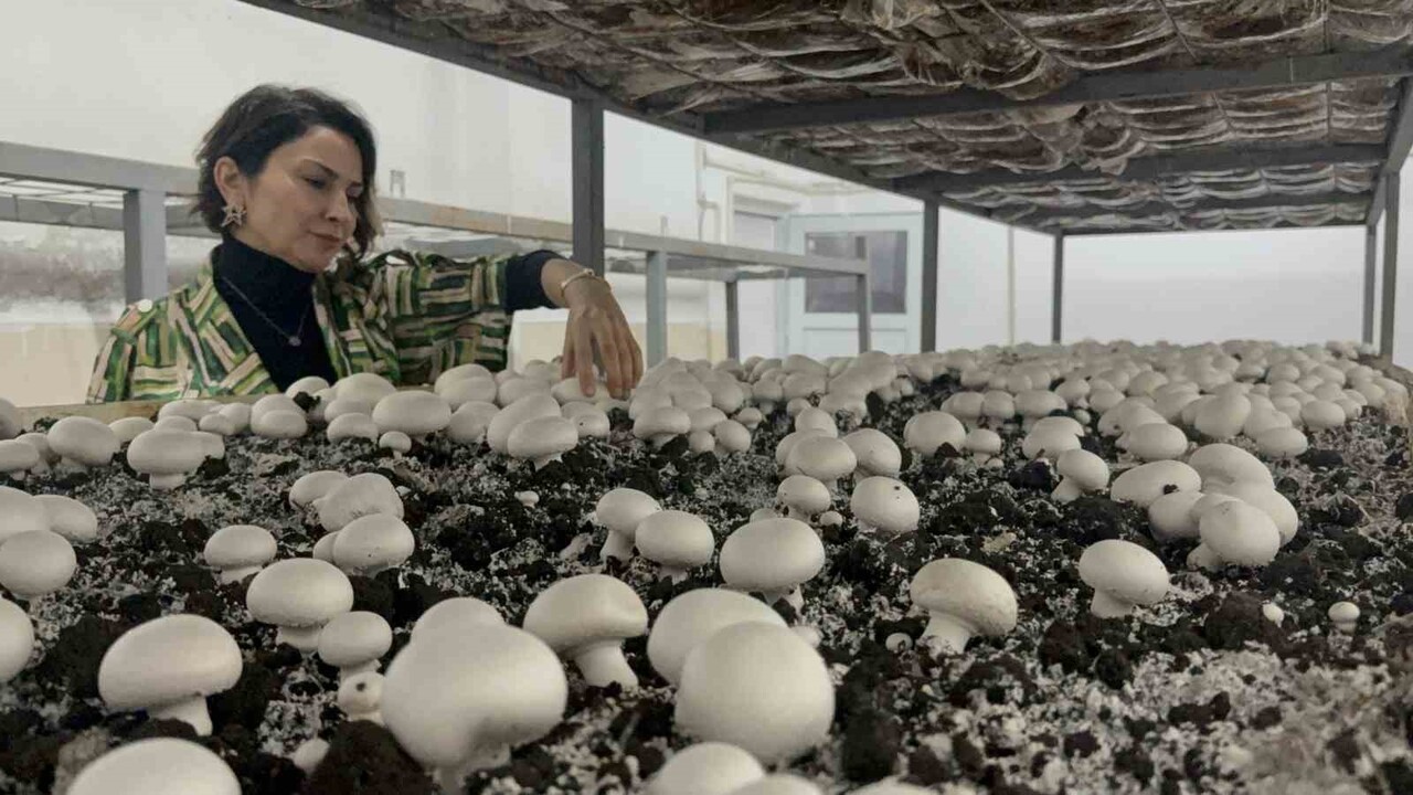 FEN-EDEBİYAT FAKÜLTESİ BÜNYESİNDE 8 YILDIR FAALİYET GÖSTEREN MANTAR ÜRETİM TESİSİNDE, ÖĞRENCİLER...