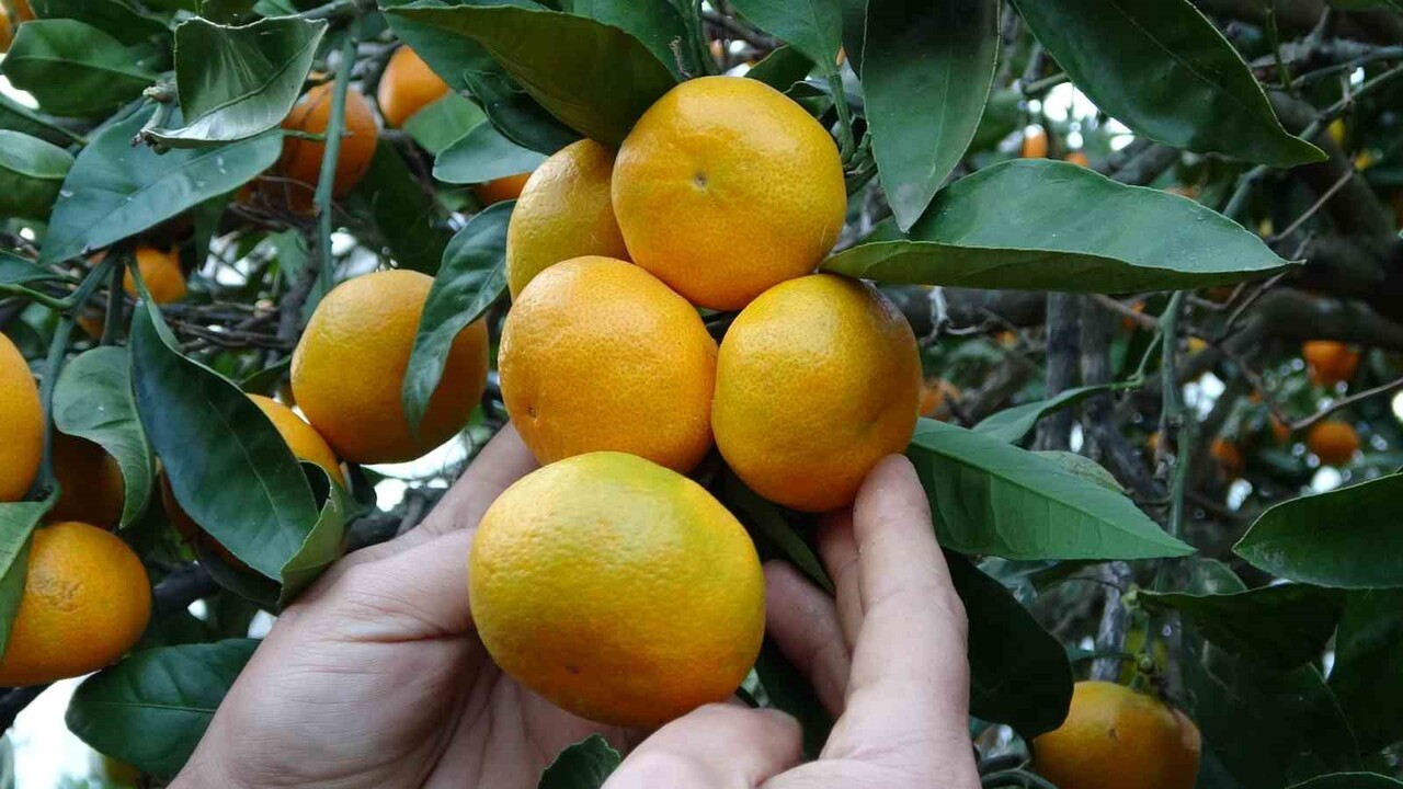 FINDIĞIN YANINDA ALTERNATİF OLARAK ÜRETİLEN VE ÖZELLİKLE PERŞEMBE İLÇESİNDE GÜN GEÇTİKÇE...