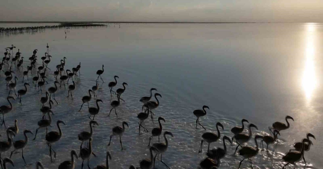 FLAMİNGO CENNETİ OLARAK BİLİNEN VE TÜRKİYE’NİN TUZ İHTİYACININ YÜZDE 40’INI KARŞILAYAN ÜLKENİN 2....