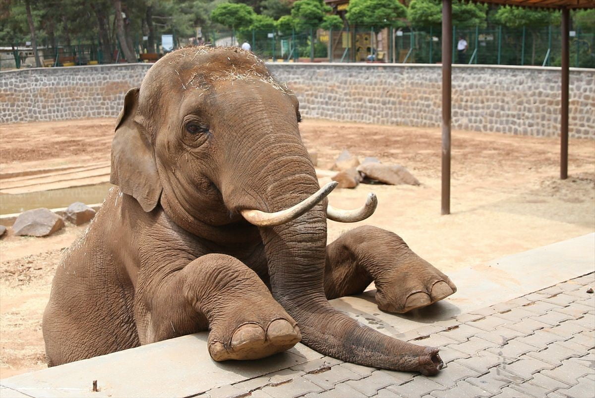 GAZİANTEP DOĞAL YAŞAM PARKI'NDAKİ "GABİ" İSİMLİ FİL