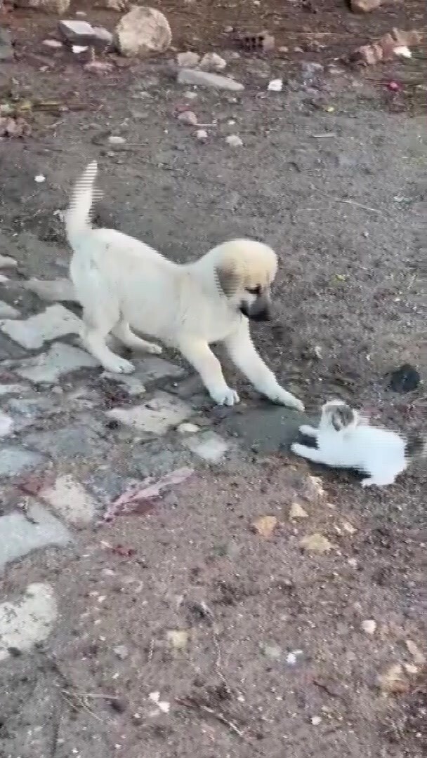 GERCÜŞ’TE KEDİ İLE KÖPEĞİN SEVİMLİ KAVGASI KAMERALARA YANSIDI
