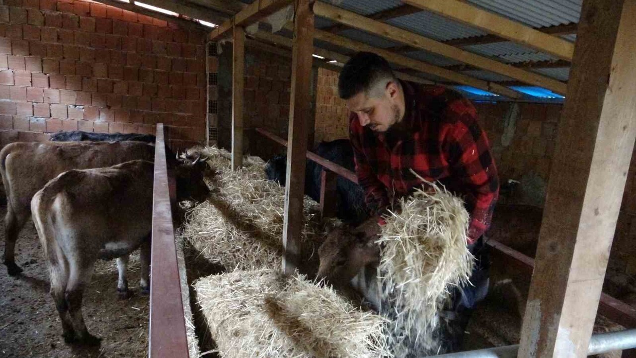 GİRESUN'UN TİREBOLU İLÇESİNDEKİ KÖYÜNE YERLEŞEN UĞUR GEDİK, KENDİ İMKANLARIYLA HAYVANCILIĞA...
