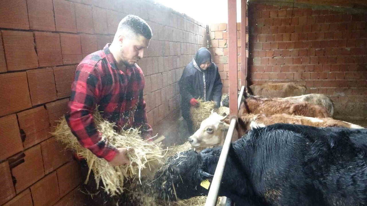 GİRESUN'UN TİREBOLU İLÇESİNDEKİ KÖYÜNE YERLEŞEN UĞUR GEDİK, KENDİ İMKANLARIYLA HAYVANCILIĞA...