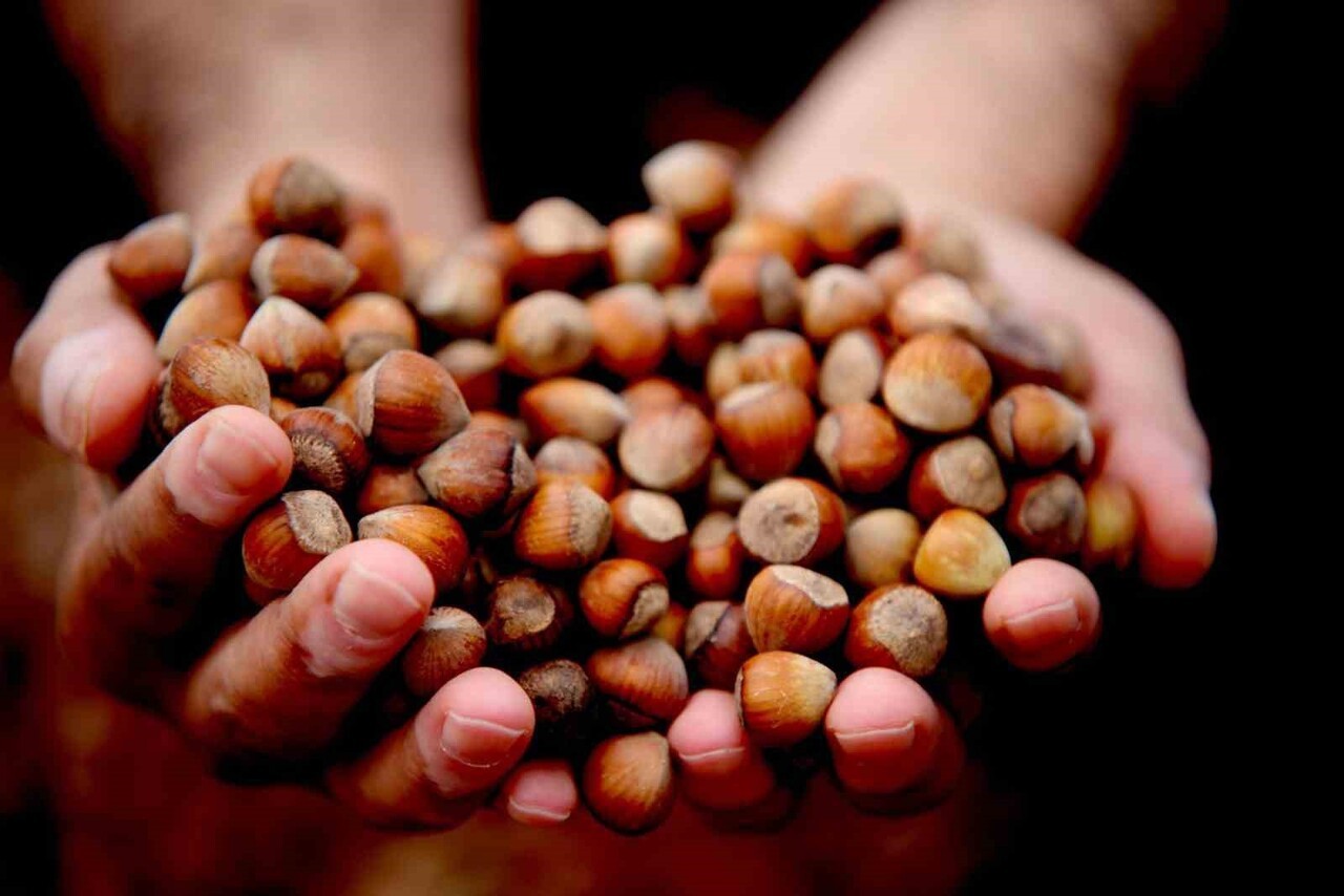 GİRESUN’DA SERBEST PİYASADA FINDIK FİYATLARI SON BİR AYDA YAŞANAN DÜŞÜŞLE BİRLİKTE 250 LİRAYA...