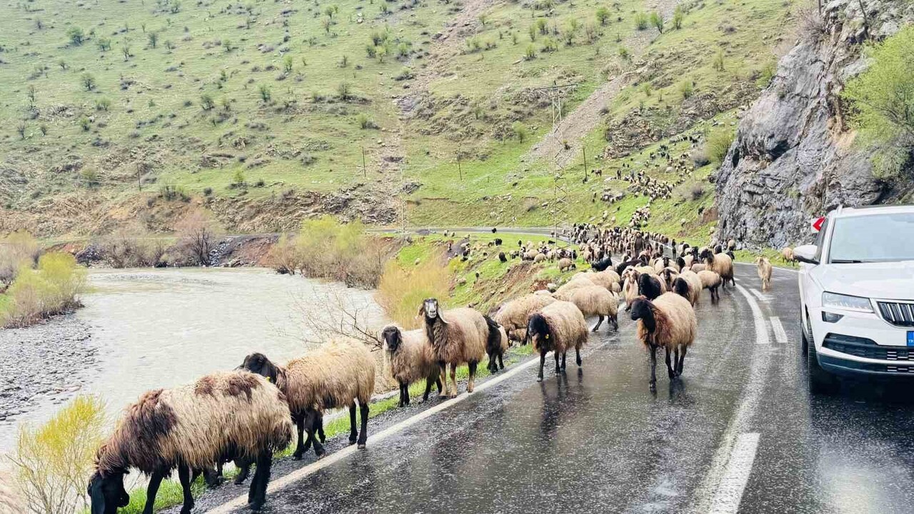 GÖÇER SÜRÜLERİNİN KARAYOLUNDAN GEÇİŞİ