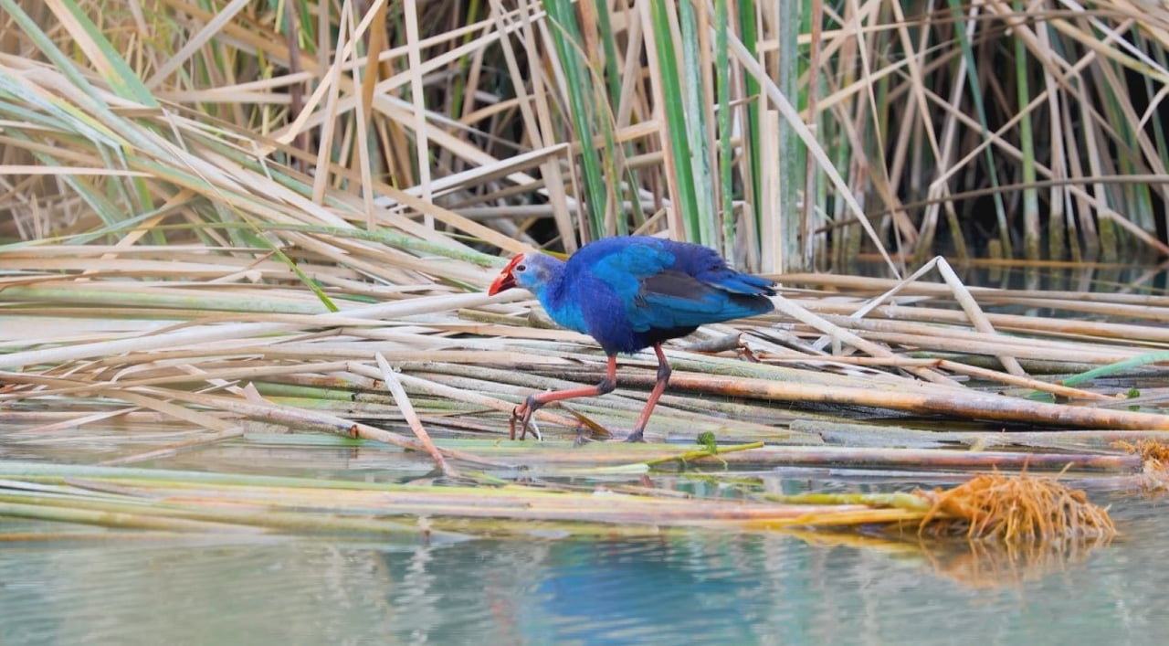 GÖKSU DELTA’SINDA KORUMA ALTINDAKİ SAZ HOROZU GÖRÜNTÜLENDİ