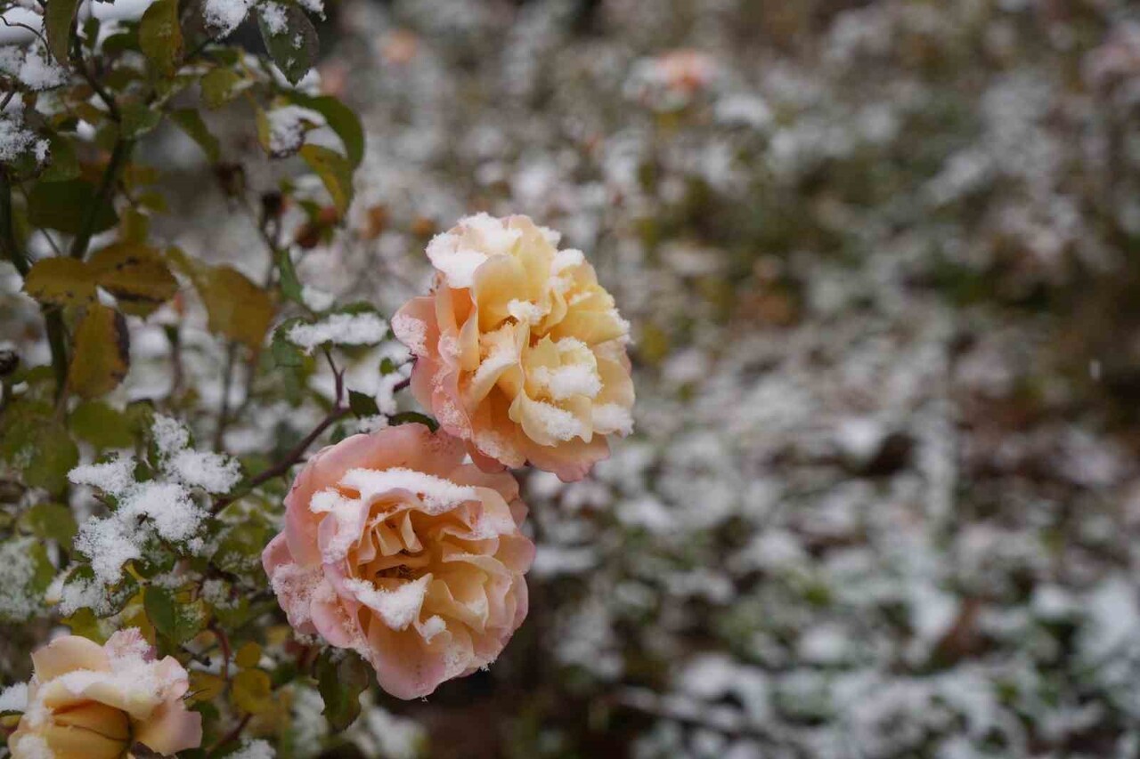 GÜMÜŞHANE KENT MERKEZİNE YILIN İLK KARI SABAH SAATLERİNDE DÜŞTÜ.