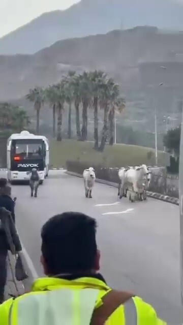 HATAY'DA 2 KİŞİNİN CAN VERDİĞİ KAZADA TIRDAN KAÇAN ANGUSLAR ŞEHİR TURUNA ÇIKTI. ZAMAN ZAMAN KORKU...