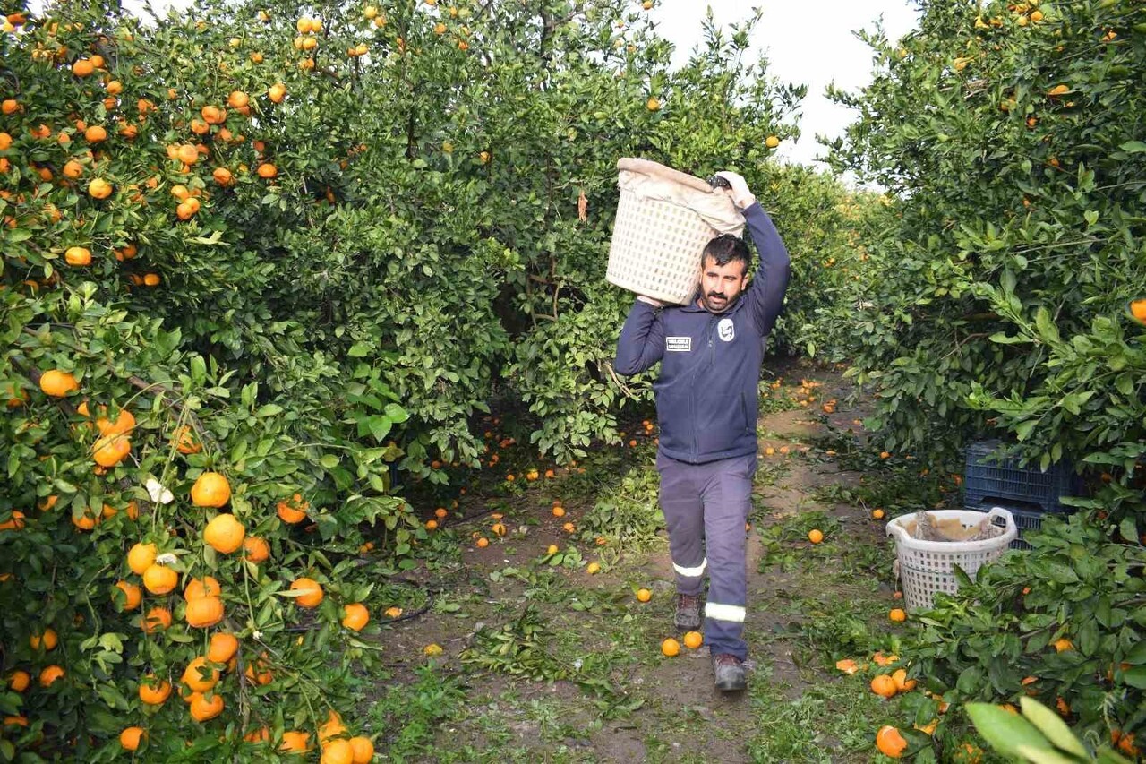 HATAY BÜYÜKŞEHİR BELEDİYESİ, TARLA FİYATI 2 TL’YE KADAR DÜŞEN VE MALİYETİ SEBEBİYLE DALDA ÇÜRÜMEYE...