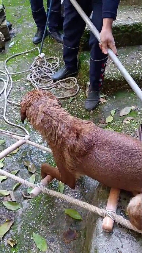 HATAY’DA SU KUYUSUNA DÜŞEREK MAHSUR KALAN KÖPEK, İTFAİYE EKİPLERİ TARAFINDAN KURTARILDI.