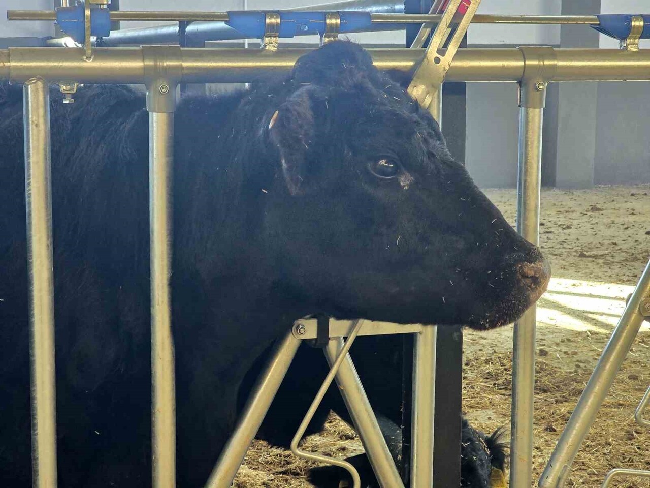 HAYVANCILIĞA DESTEK PROJESİNE BAŞVURU YAPARAK DESTEK ALMAYA HAK KAZANAN ÜRETİCİ VE VETERİNER HEKİM...