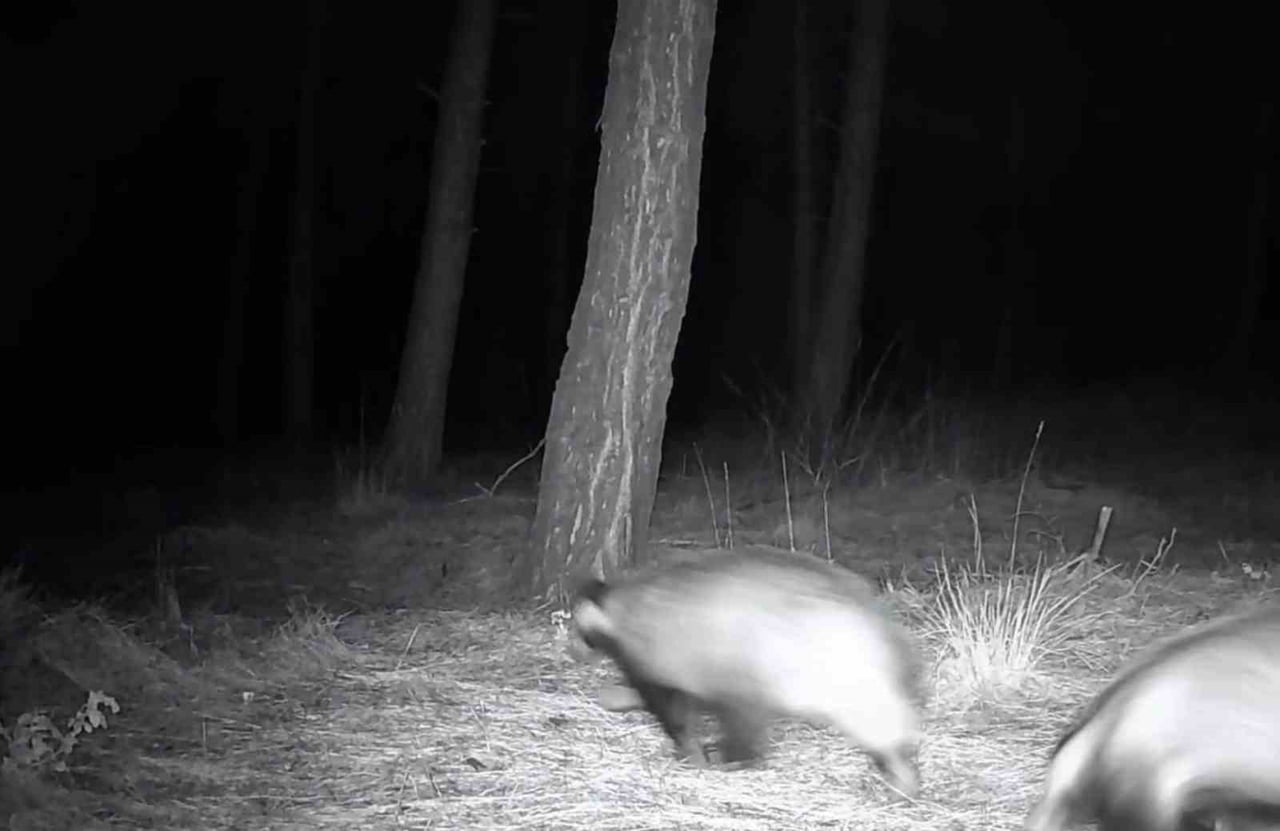 HAYVANSEVERLER TARAFINDAN ORMANLIK ALANA KURULAN FOTOKAPANLAR SAYESİNDE KARACA, PORSUK VE SANSAR...