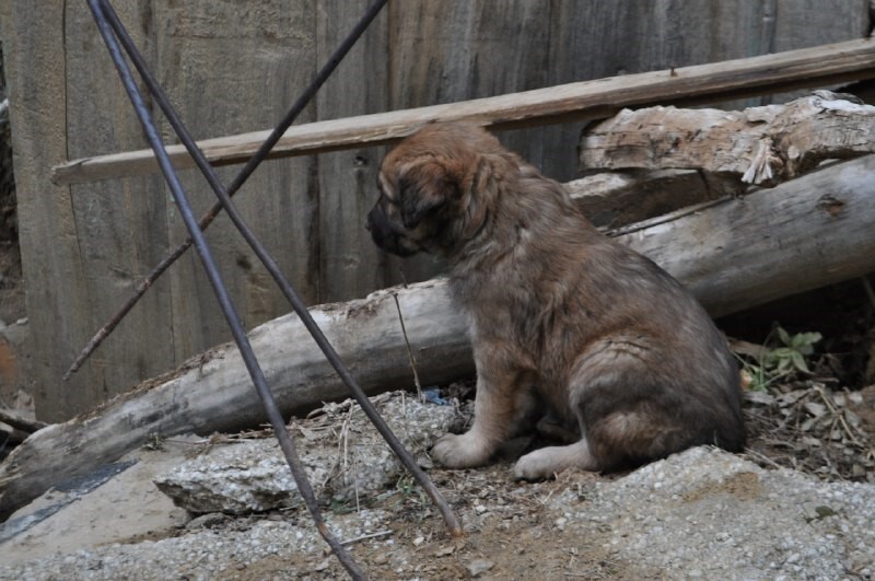 ISPARTA’NIN YALVAÇ İLÇESİNE BAĞLI HİSARARDI KÖYÜNDE ART ARDA YAŞANAN KÖPEK ÖLÜMLERİNİN ARDINDAN...