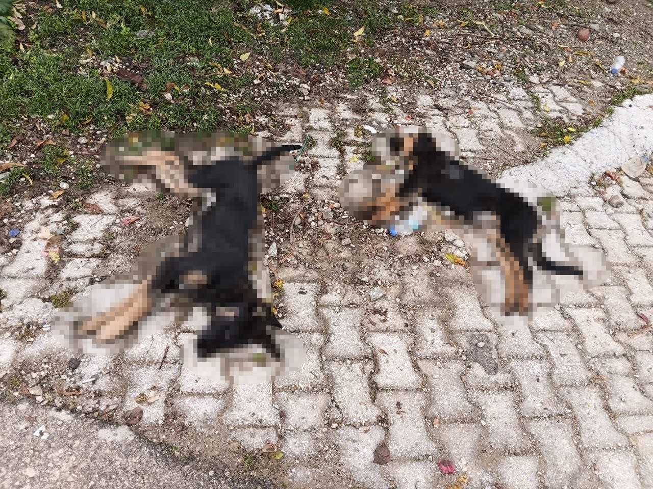 ISPARTA’NIN YALVAÇ İLÇESİNE BAĞLI HİSARARDI KÖYÜNDE ART ARDA YAŞANAN KÖPEK ÖLÜMLERİNİN ARDINDAN...