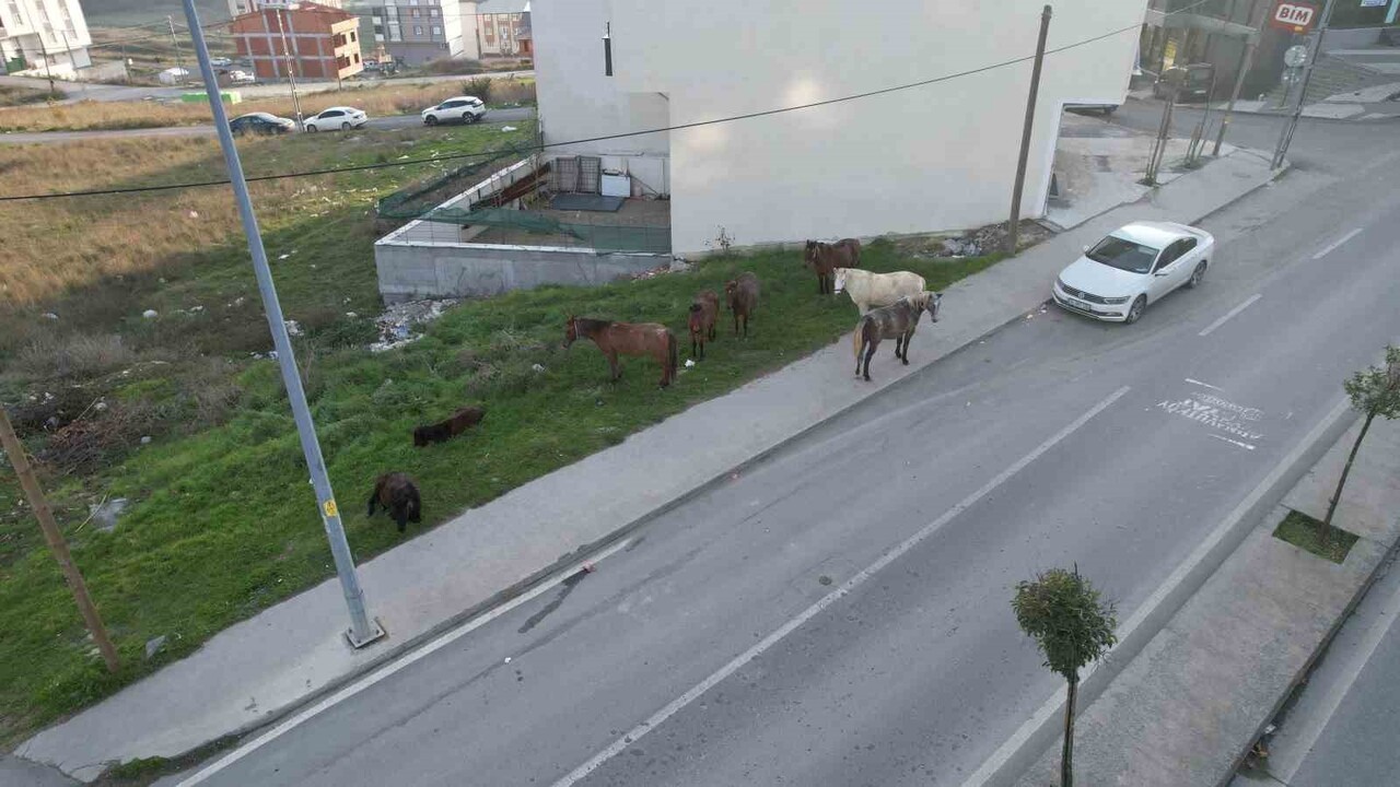 İSTANBUL’UN ARNAVUTKÖY İLÇESİNDE YAZ AYLARINDA HURDACILIK VE TAŞIMA İŞLERİNDE KULLANILAN ATLAR...