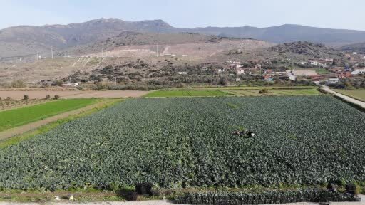 İzmir'in verimli tarım arazilerinde ‘Yeşil Altın' hasadı