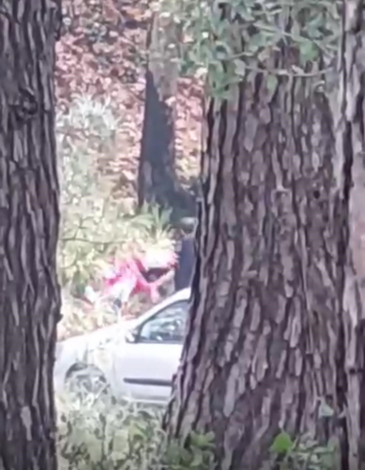 İZMİR’İN BUCA İLÇESİNDE ORMANLIK ALANDA KİMLİĞİ BELİRSİZ BİR KİŞİ TARAFINDAN DÖVÜLEN KADIN, BİR...