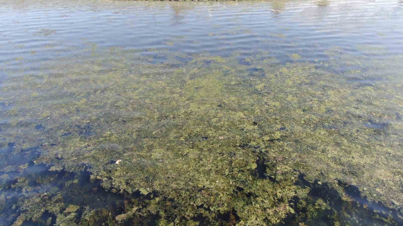 İZMİR’İN KARŞIYAKA İLÇESİ BOSTANLI SAHİLİNDE DENİZ YÜZEYİ, "DENİZ MARULU" OLARAK BİLİNEN YEŞİL...