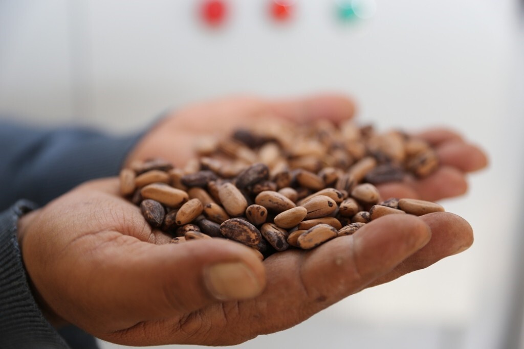 İZMİR ORMAN GENEL MÜDÜRLÜĞÜ BÜNYESİNDE BULUNAN MANİSA'DAKİ MURADİYE ORMAN FİDANLIĞI MÜDÜRLÜĞÜNDE...