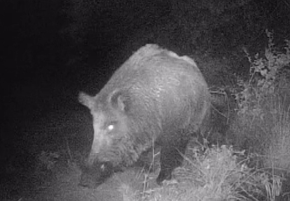 KAHRAMANMARAŞLI DOĞA TUTKUNU GENÇ, DOĞAYA KURDUĞU FOTOKAPANLAR VE FOTOĞRAF MAKİNESİYLE YABAN...