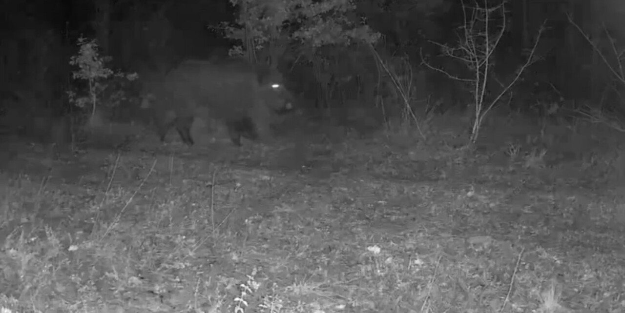 KARABÜK’ÜN OVACIK İLÇESİNDE KURULAN FOTOKAPAN, KURT SÜRÜSÜ VE YABAN DOMUZLARINI...