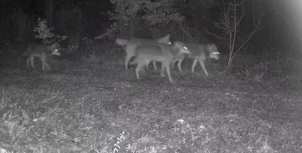 KARABÜK’ÜN OVACIK İLÇESİNDE KURULAN FOTOKAPAN, KURT SÜRÜSÜ VE YABAN DOMUZLARINI...