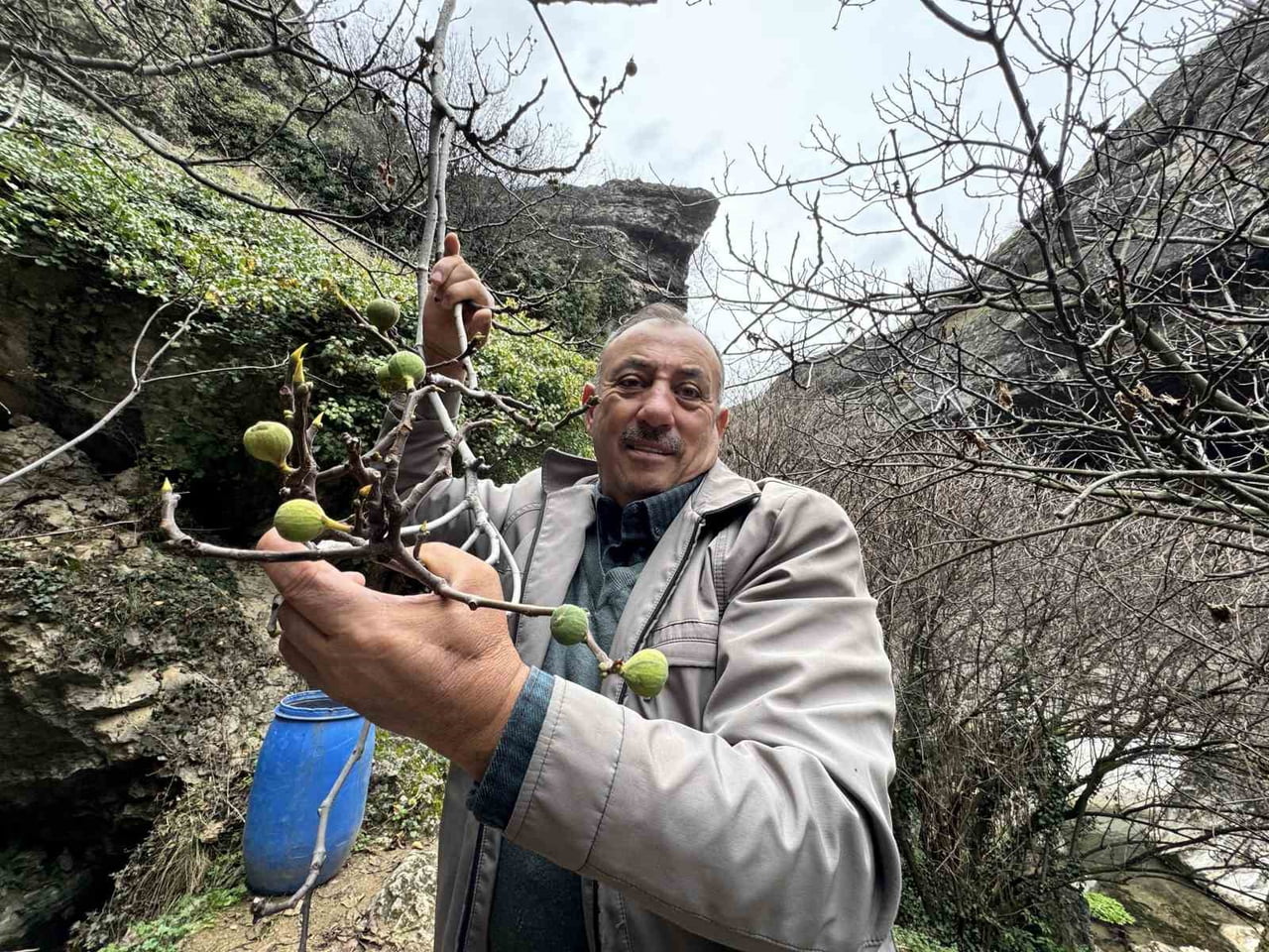 KARABÜK’ÜN SAFRANBOLU İLÇESİNDE ARALIK AYINDA BİR İNCİR AĞACININ MEYVE VERMESİ...