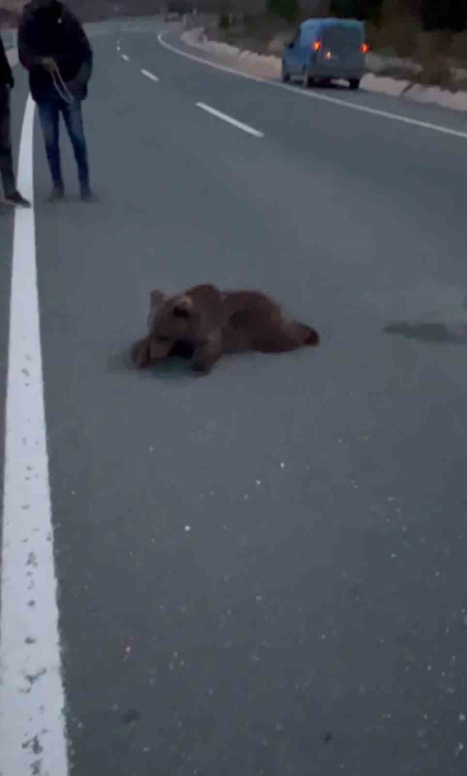 KARABÜK’ÜN SAFRANBOLU İLÇESİNDE KARA YOLUNDA YARALI HALDE BULUNAN YAVRU, DOĞA KORUMA VE MİLLİ...