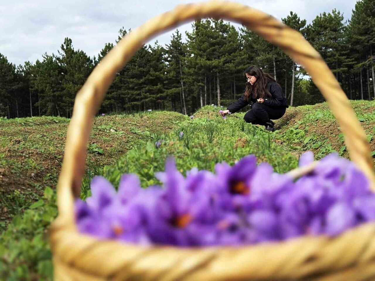 KARABÜK’ÜN SAFRANBOLU İLÇESİYLE ÖZDEŞLEŞEN SAFRAN BAŞTA OLMAK ÜZERE YÜKSEK KATMA DEĞERLİ SARIMSAK...